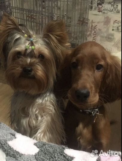 Догситтер, выгульщик собак