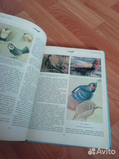 Мир животных