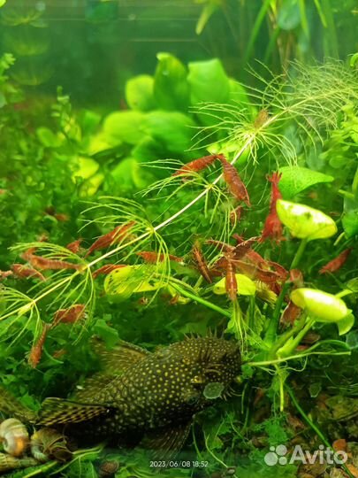 Прополка, корм