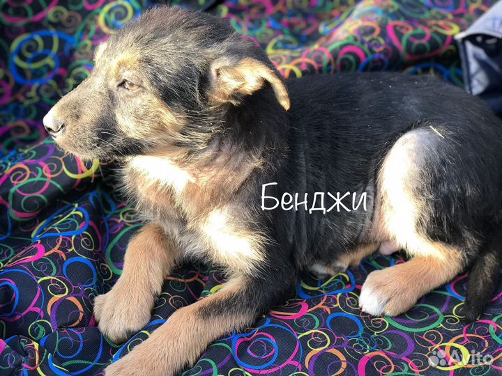 Щенки мальчики