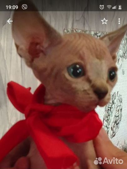 Котята канадский сфинкс
