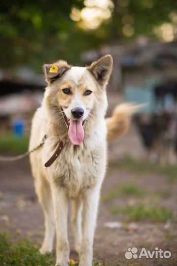 Собака в добрые руки