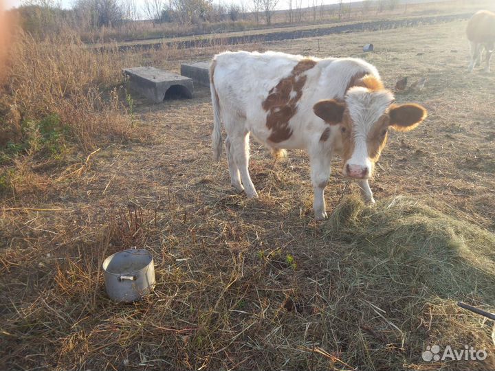 Домашние животные