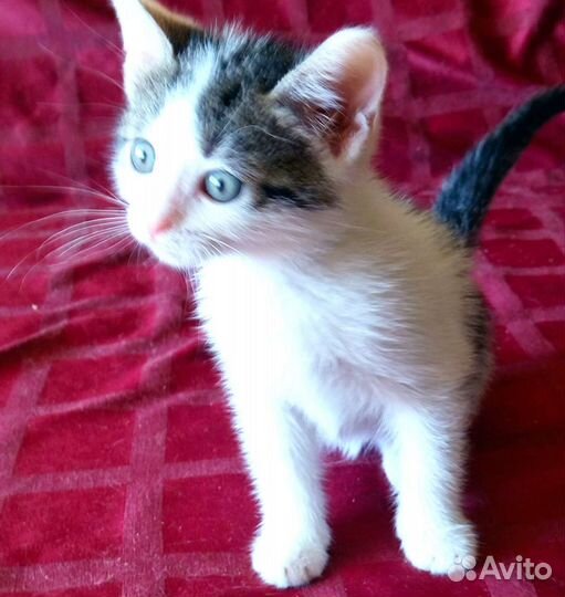 Котенок месячный в дар