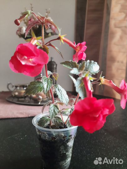 Продам ахименесы