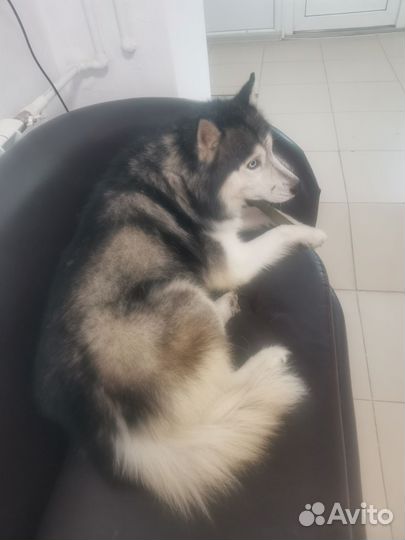 Сибирской хаски