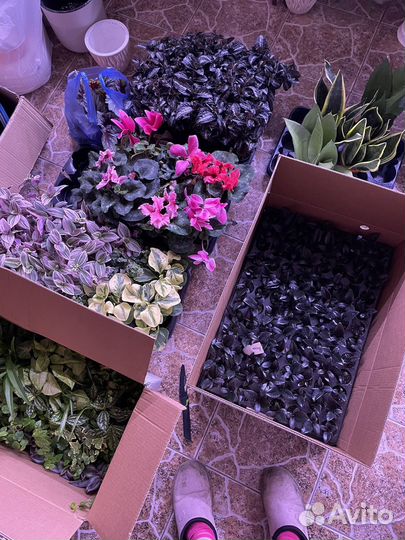 Домашние растения