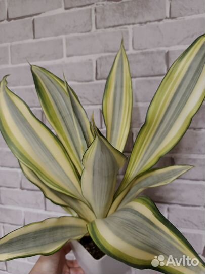 Сансевиерия сплэш splash