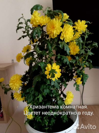 Комнатные цветы