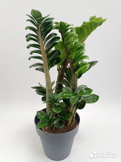 Замиокулькас Зензи