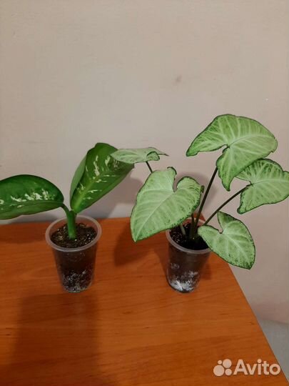 Комнатные растения разные