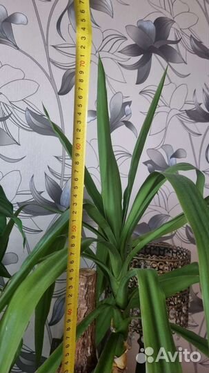 Пальма юкка вместе с горшком