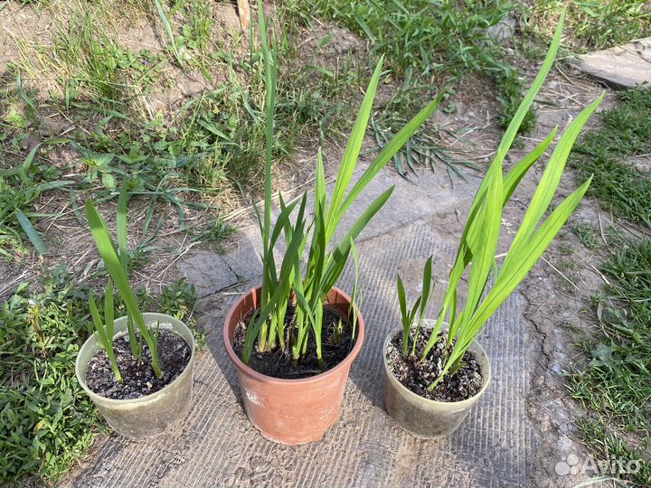 Монбреция японский гладиолус