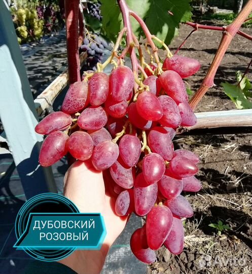 Черенки винограда столовых и технических сортов