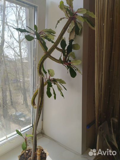Молочай