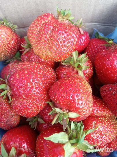 Рассада сортовой клубники