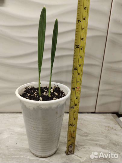 Финиковая пальма