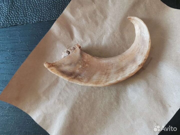 Корм для тренировок)