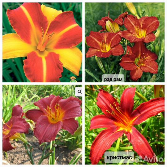 Лилии, лилейники, жемчужница