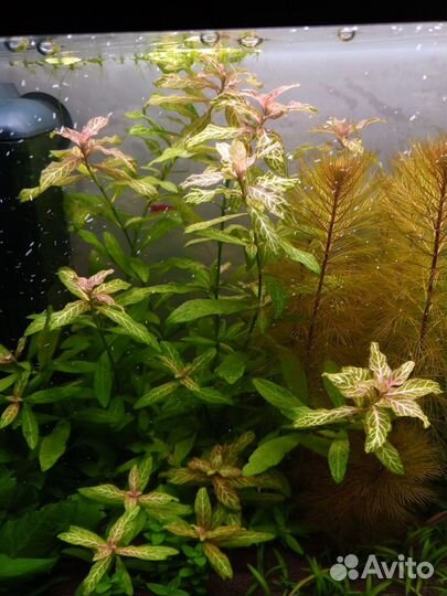 Растения в аквариум