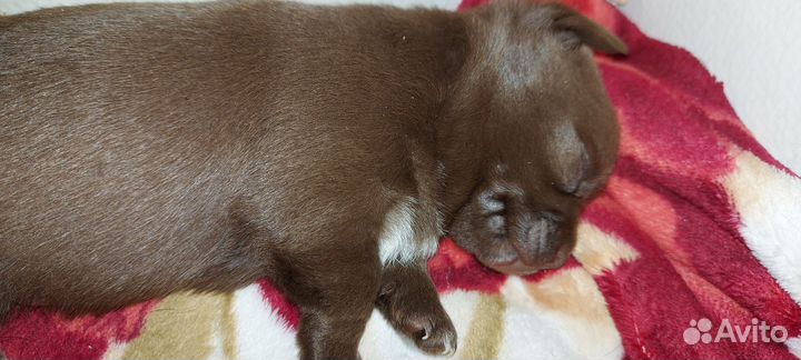 Щенки чихуахуа