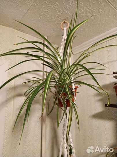 Сциндапсус,Филод-н Голди Лок, Хлорофитум