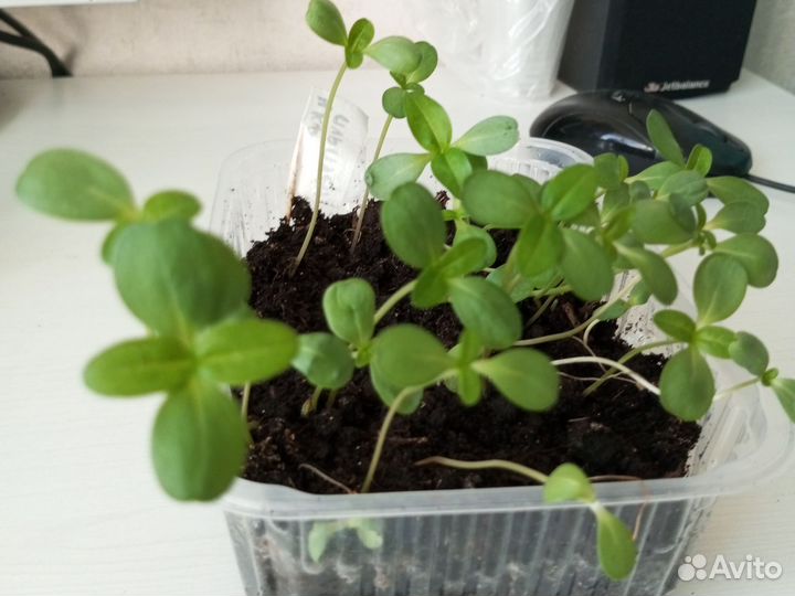 Рассада цветов циния, бархатцы