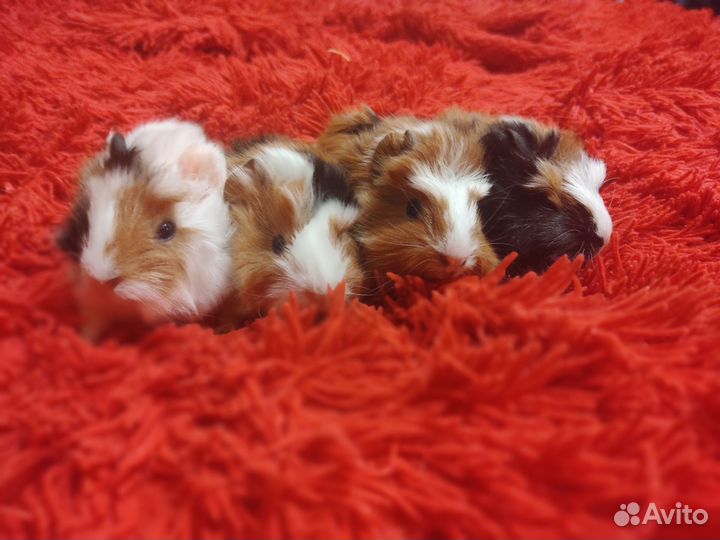 Морская свинка