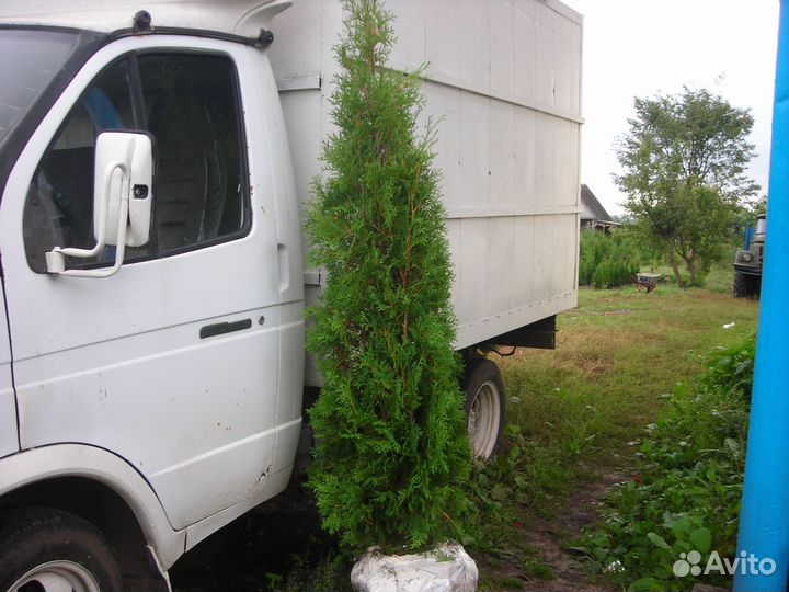 Туя колонновидная