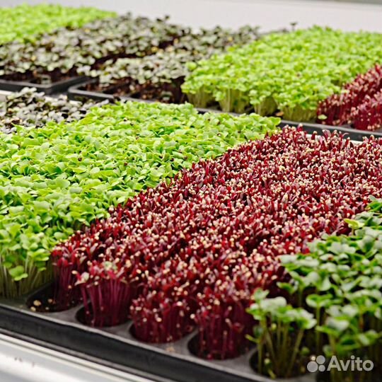 Микрозелень от производителя