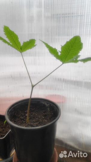 Саженцы каштана конского