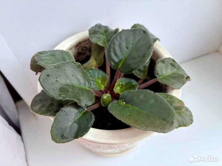 Фиалка сенполия в керамическом горшке