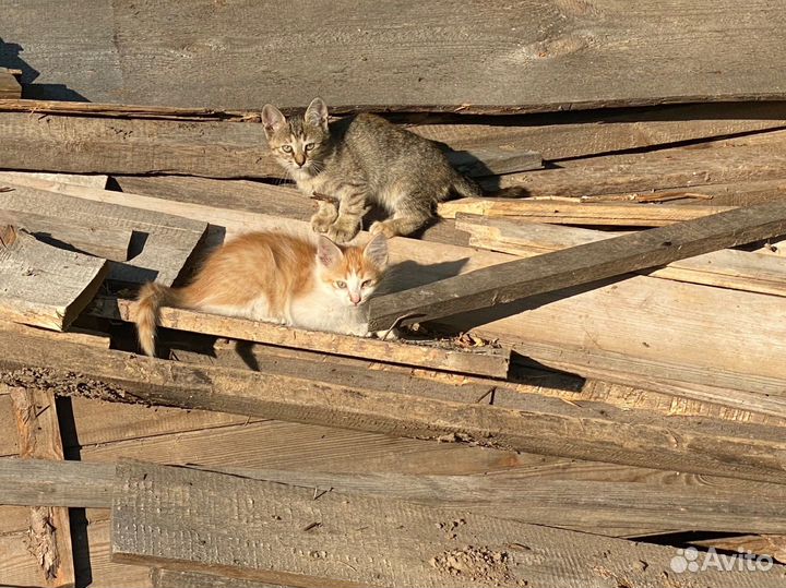 Котята в добрые руки
