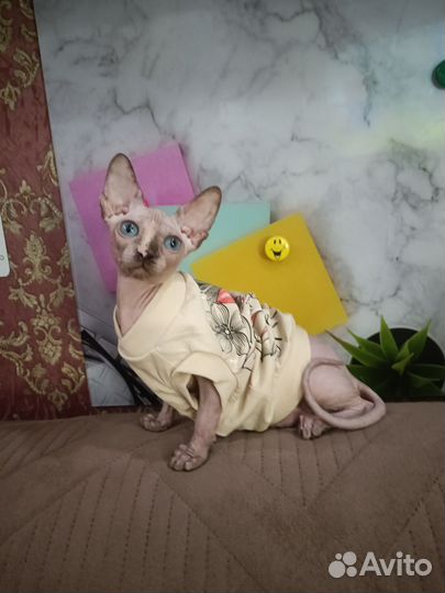 Канадский сфинкс