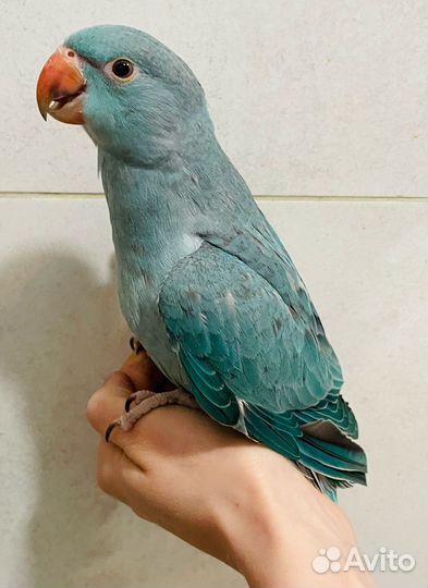 Ожереловый попугай птенцы выкормыши