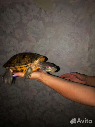 Черепахи