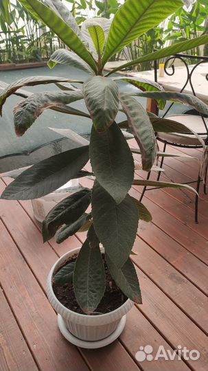 Саженцы мушмулы японской