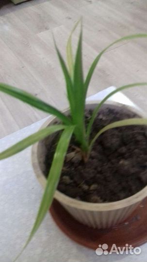 Комнатные цветы