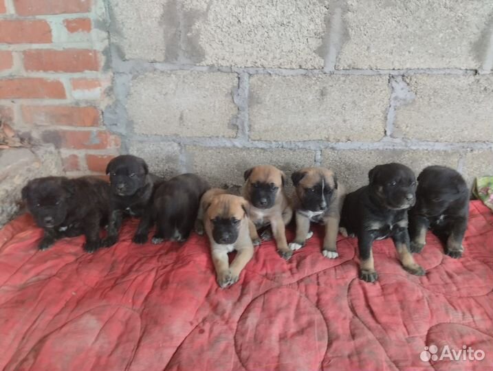 Щенки