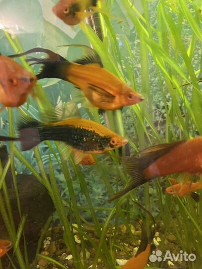 Рыбки меченосцы