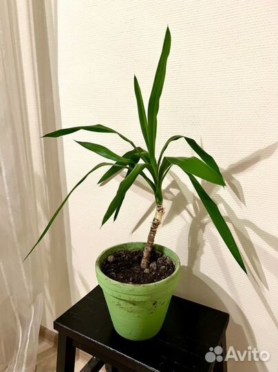 Домашние растения цветы