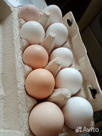Домашние куриные яйца