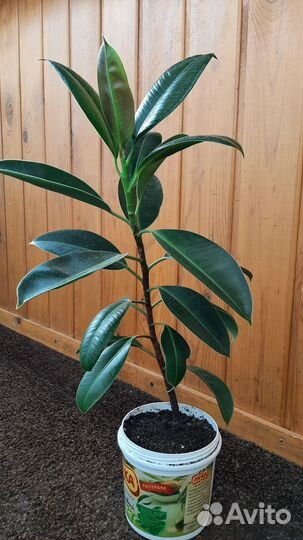 Фикус среднелистный