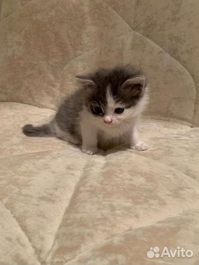 Малышка Соня ищет семью