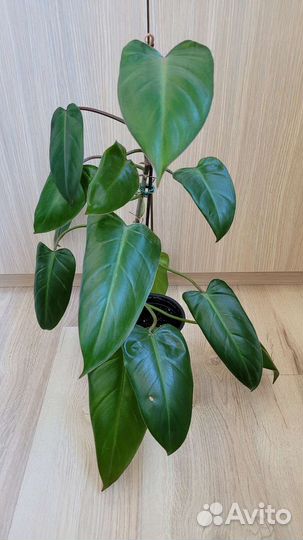 Филодендрон краснеющий
