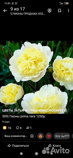 Продам луковицы цветов