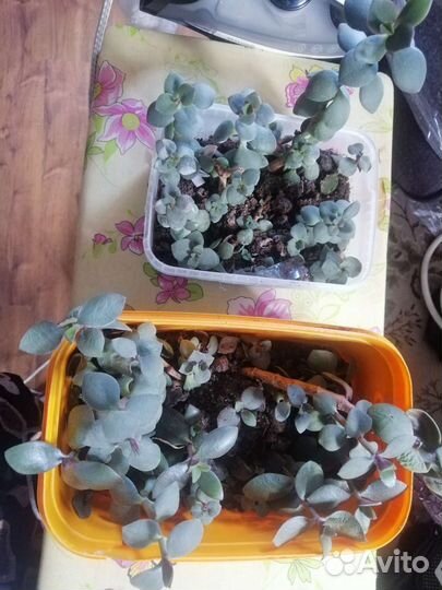 Комнатные цветы денежное дерево, бесплатно