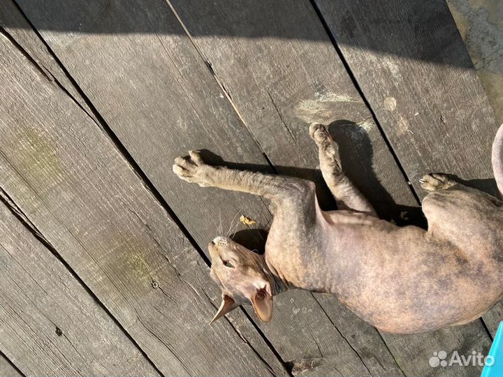 В добрые руки