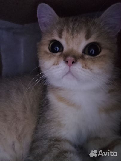 Кошка шотландка