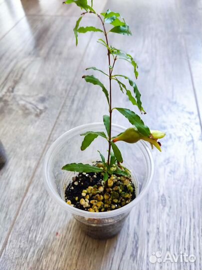 Гранат карликовый комнатный